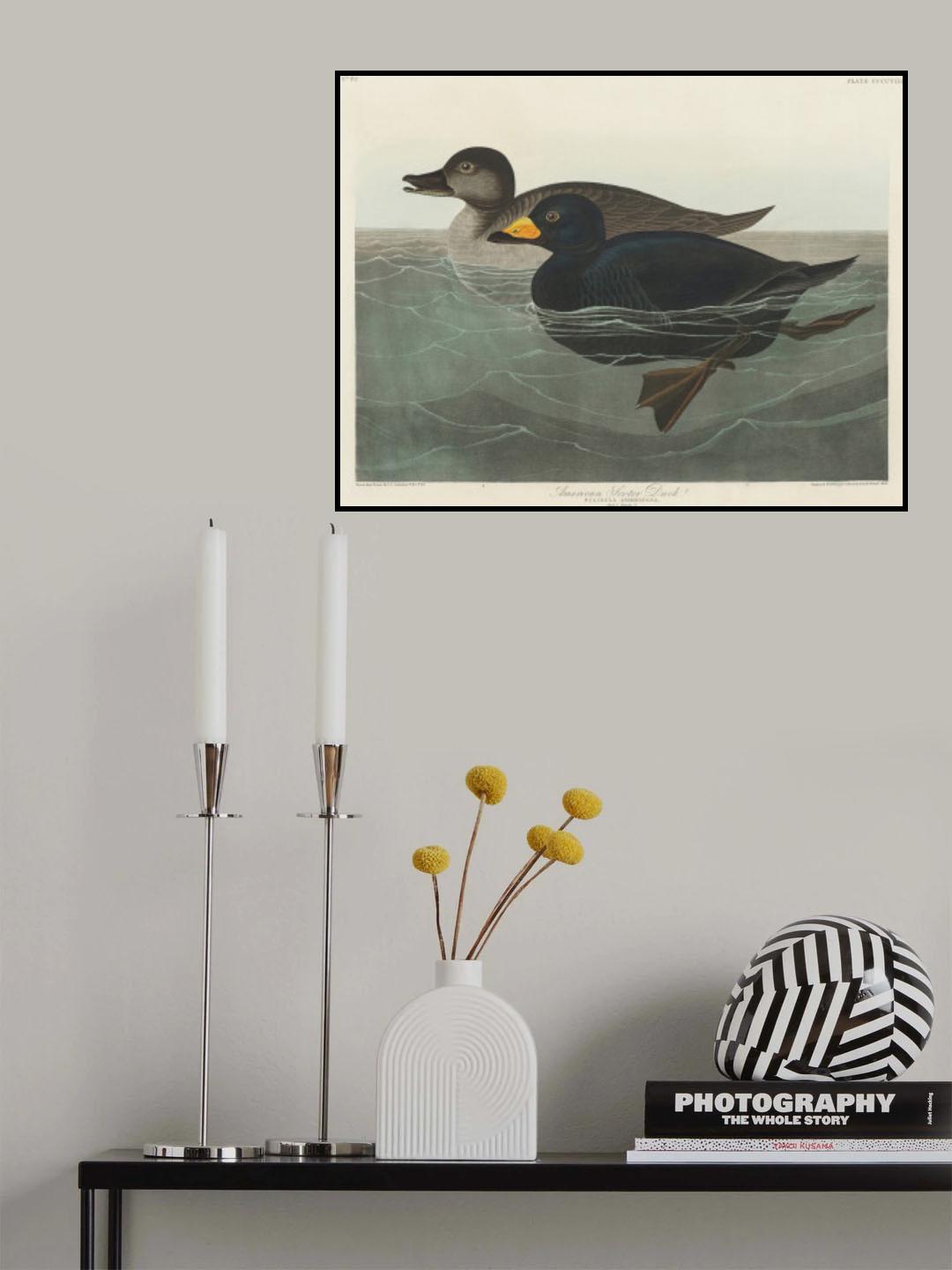 American Scoter Duck From Birds of America (1827) Poster och Canvastavla