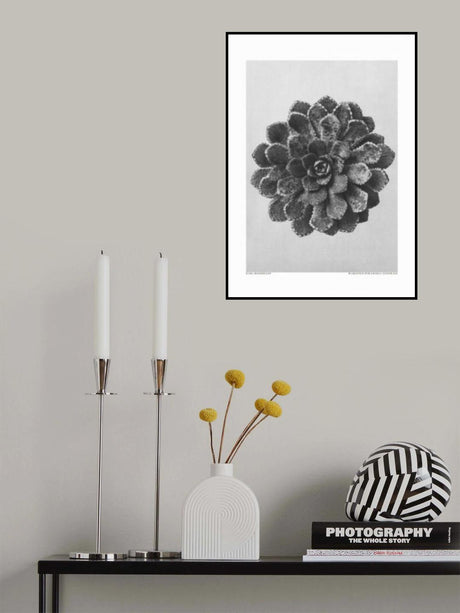 Margined Pyramidal Saxifrage Poster och Canvastavla