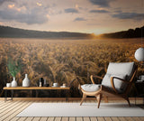 Fields of gold Poster och Canvastavla